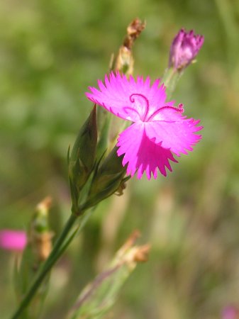 dianthus%20seguieri%2002.jpg
