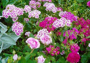 dianthus-barbatus.jpg