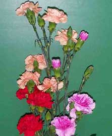 dianthus-caryophyllus.jpg