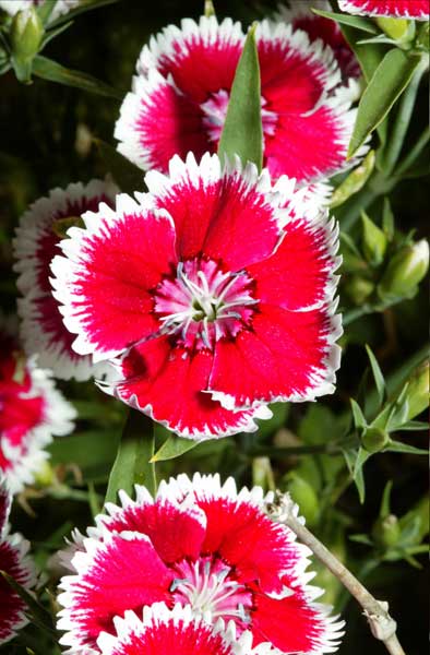 dianthus.jpg