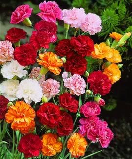 Dianthus_Caryophyllus_clavel.jpg