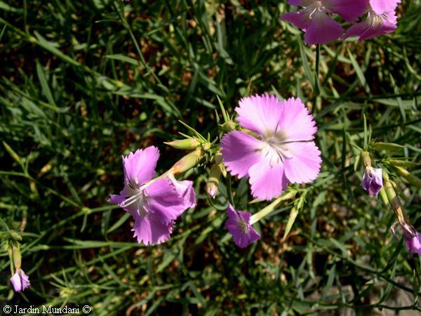 dianthusrupicola7.jpg