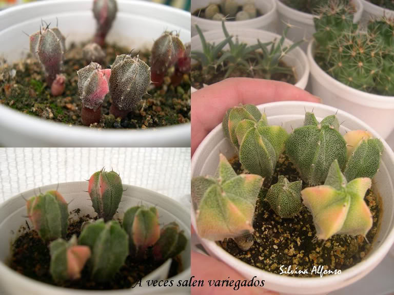 Diapositiva7copia.jpg