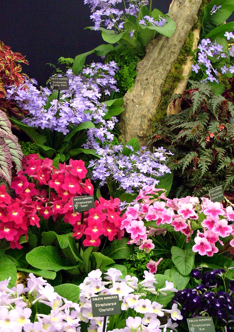 dibleys-streptocarpus-flowers.jpg