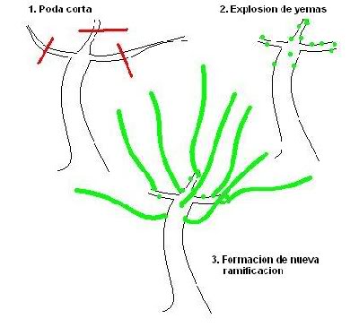 Dibujo1.jpg