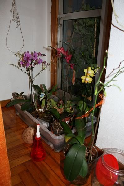 Dic111800x600.jpg