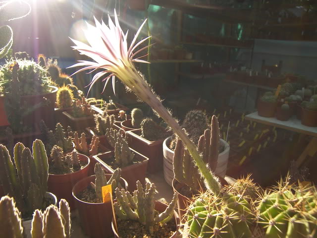 Dic_2007_Echinopsis_nocturno020.jpg