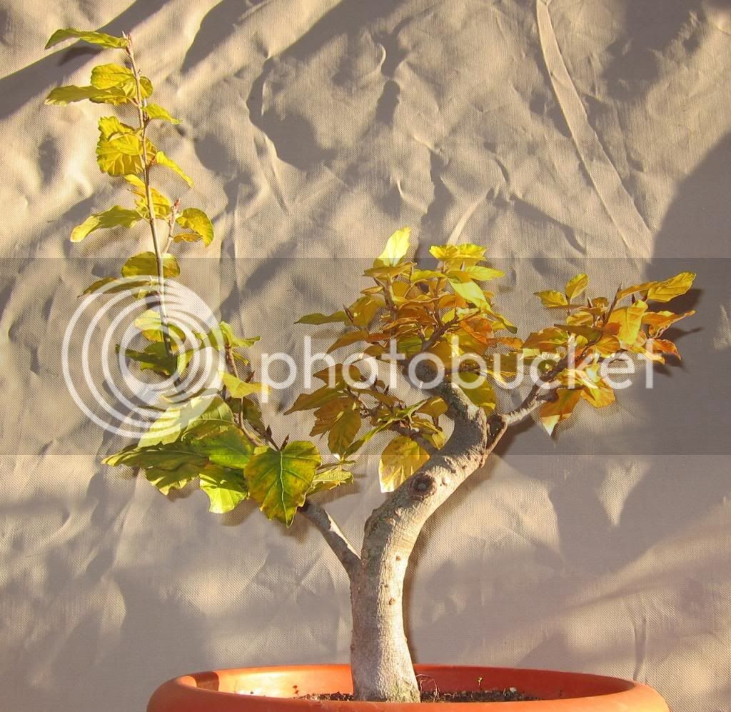dic_zps7b7039de.jpg