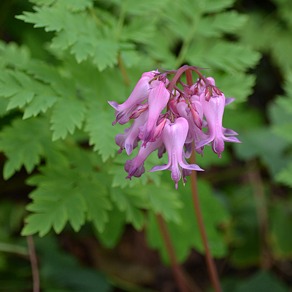 Dicentra-eximia.jpg