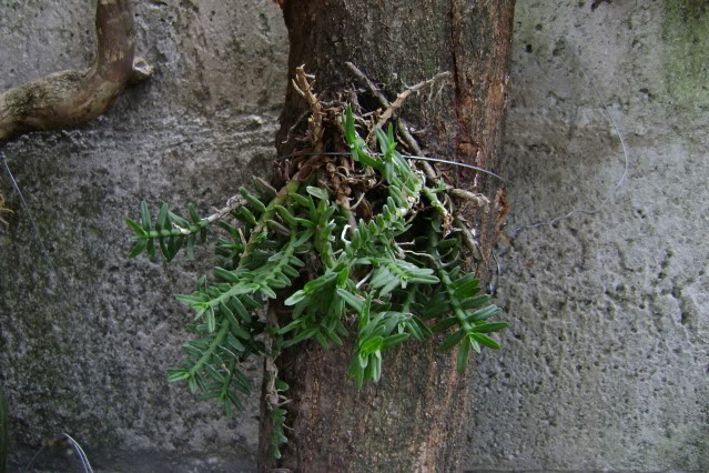 Dichaeapendula5.jpg