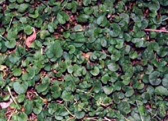 dichondra-repens-3.jpg