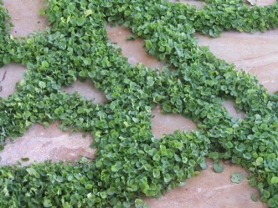 dichondra1.jpg