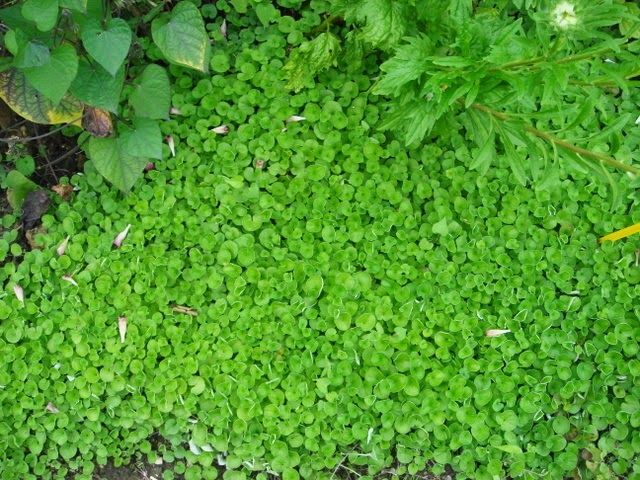 dichondra2.jpg