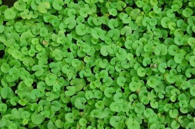 dichondra3.jpg