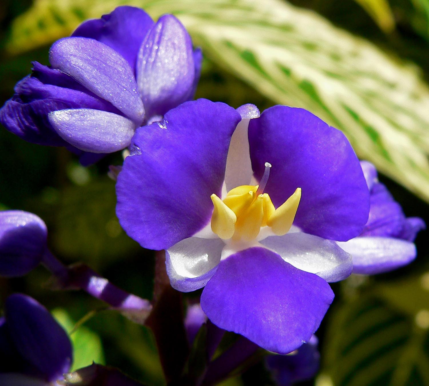 Dichorisandra_thyrsiflora_4.jpg