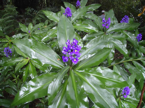 DichorisandrathyrsifloraMaryMarshall021.jpg