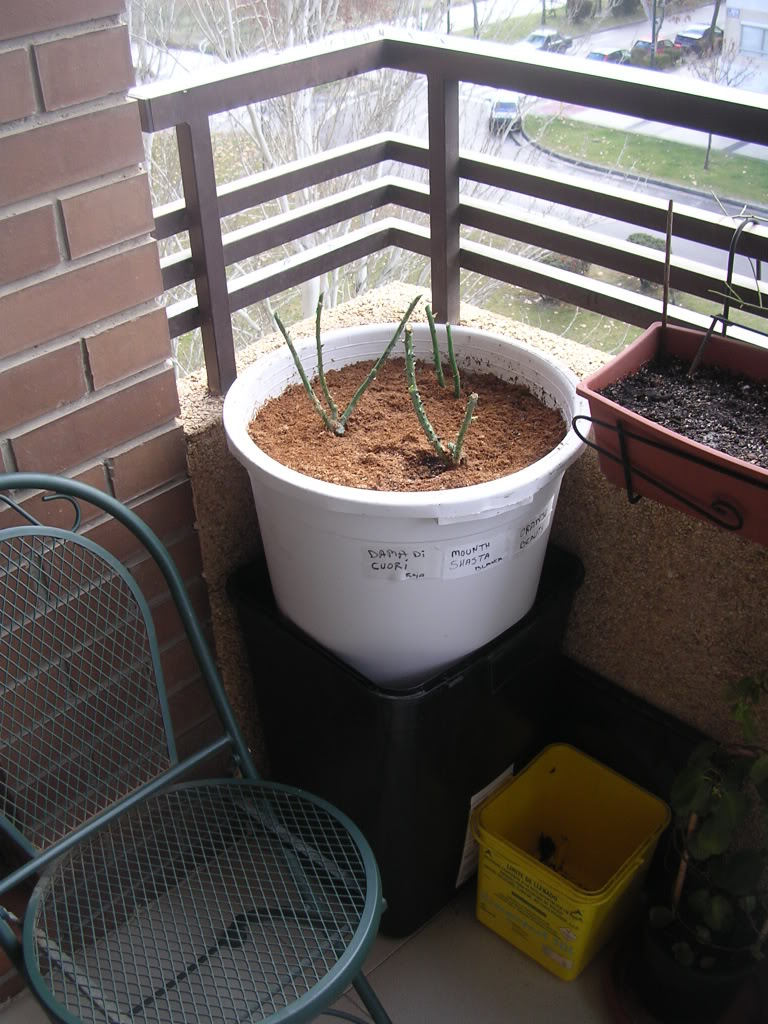 Diciembre08033.jpg