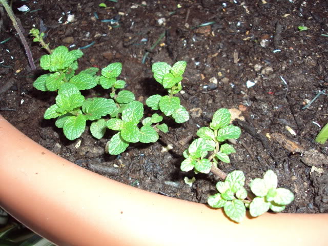 diciembre201065.jpg
