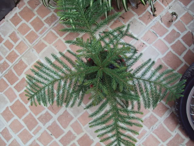 diciembre201067.jpg