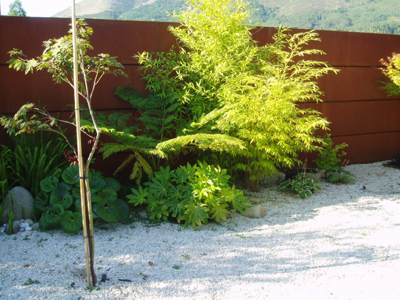 dicksonia.jpg