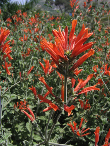 dicliptera.jpg