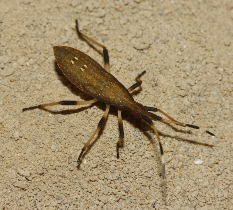 Dicranocephalus%20albipes_3253.jpg