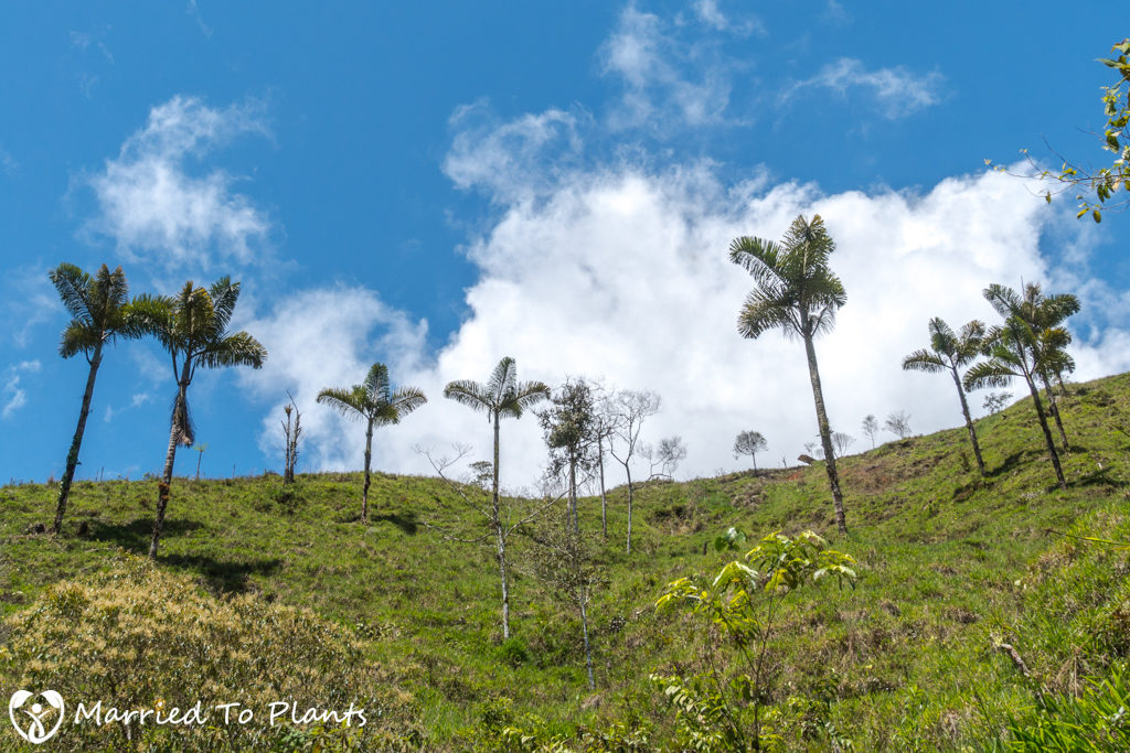 dictyocaryum-lamarckianum-deforested-1024x683.jpg
