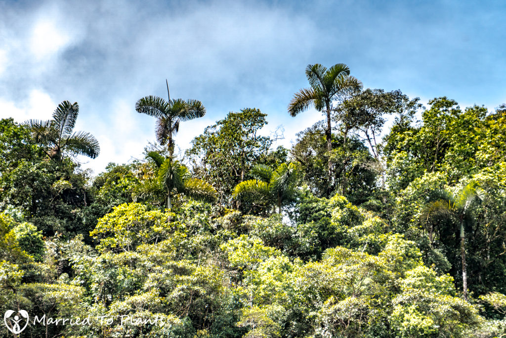 dictyocaryum-lamarckianum-emerging-canopy-ridge-1024x683.jpg