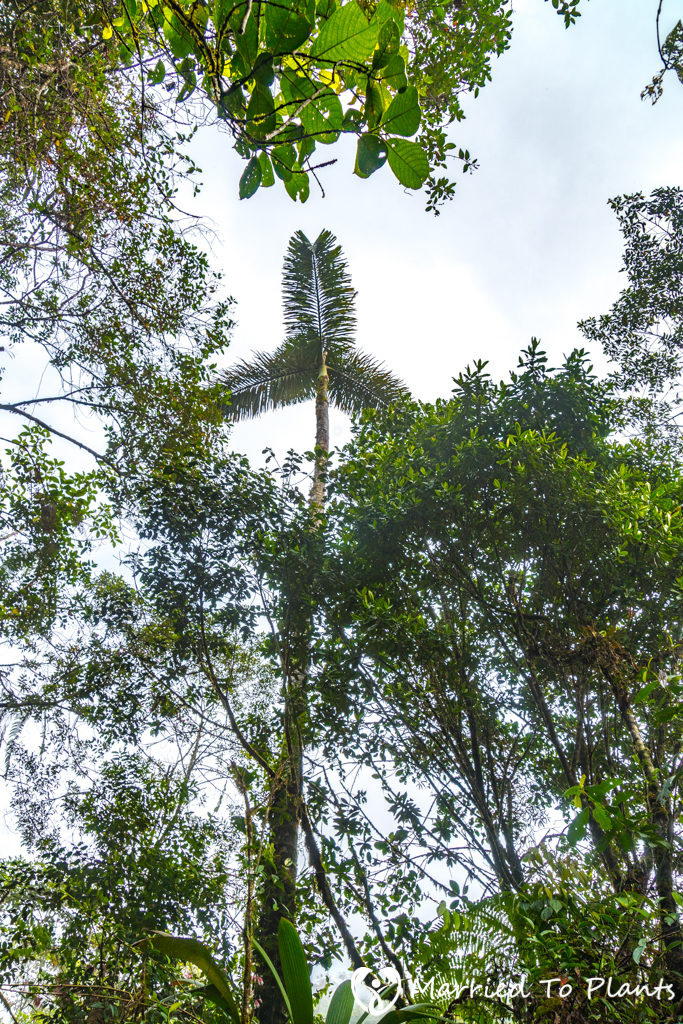 dictyocaryum-lamarckianum-emerging-canopy-single-683x1024.jpg