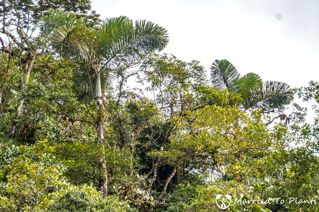 dictyocaryum-lamarckianum-emerging-canopy-two-1024x683.jpg