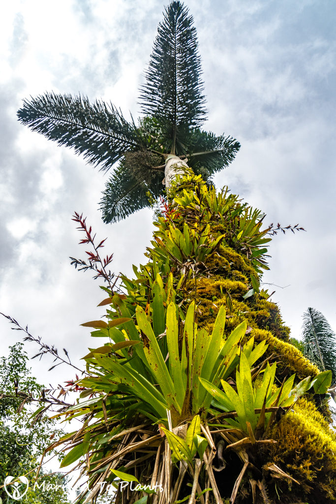 dictyocaryum-lamarckianum-epiphytes-683x1024.jpg