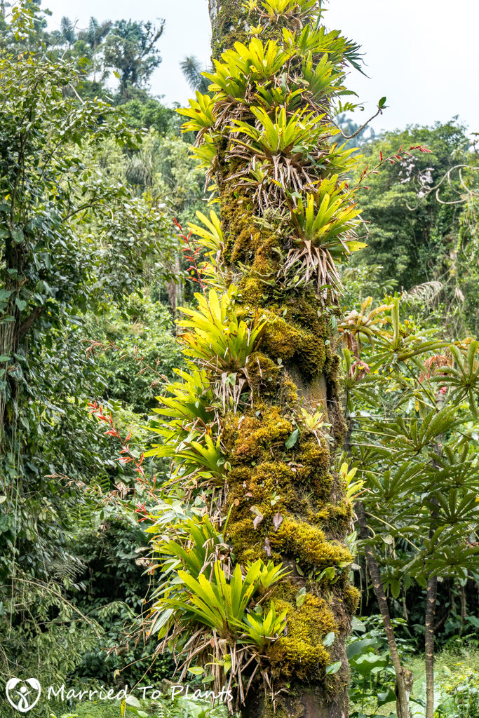 dictyocaryum-lamarckianum-epiphytes-trunk-683x1024.jpg