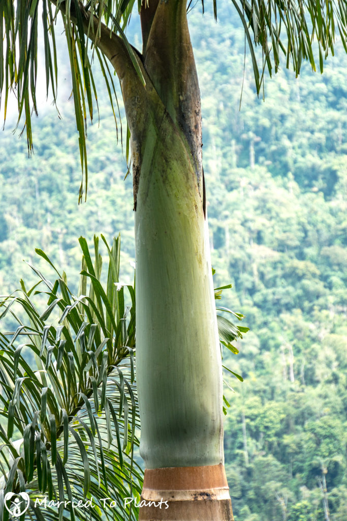 dictyocaryum-lamarckianum-green-crownshaft-683x1024.jpg