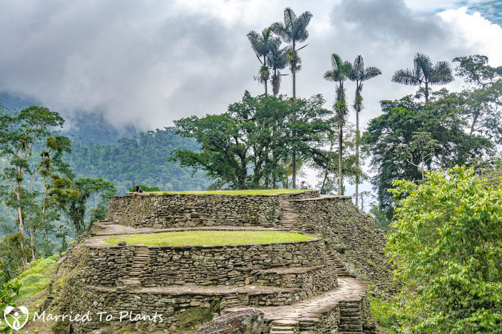 dictyocaryum-lamarckianum-lost-city-colombia-1024x683.jpg