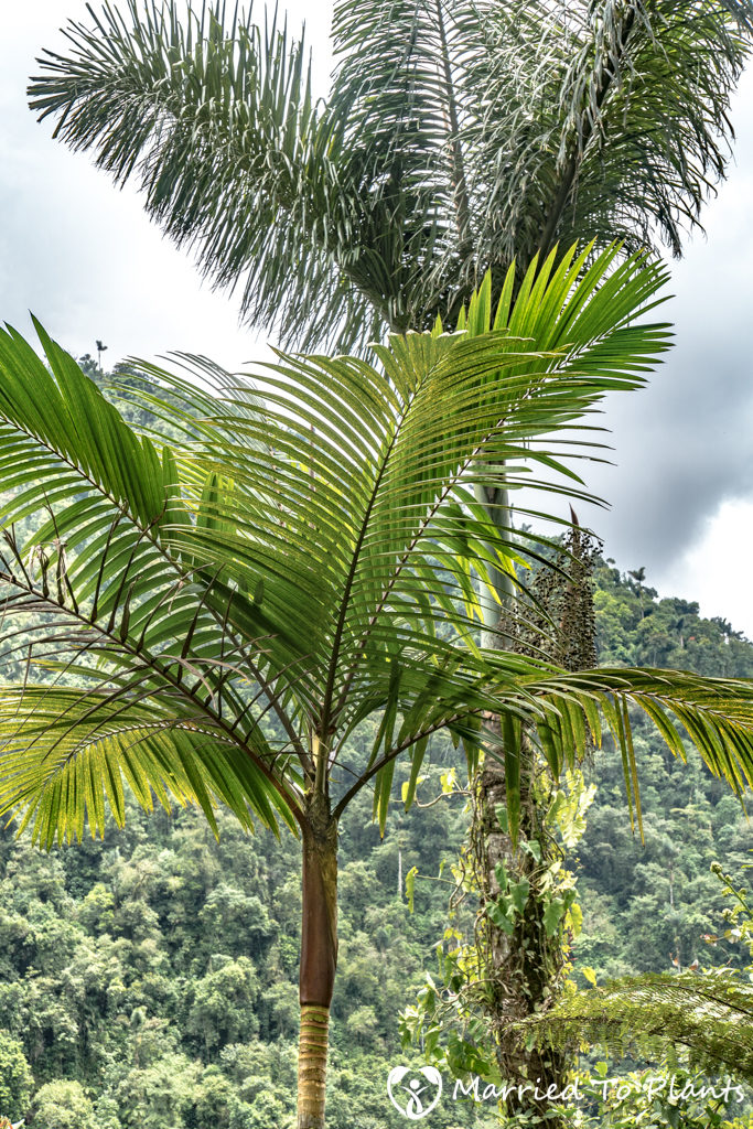 dictyocaryum-lamarckianum-prestoea-acuminata-683x1024.jpg