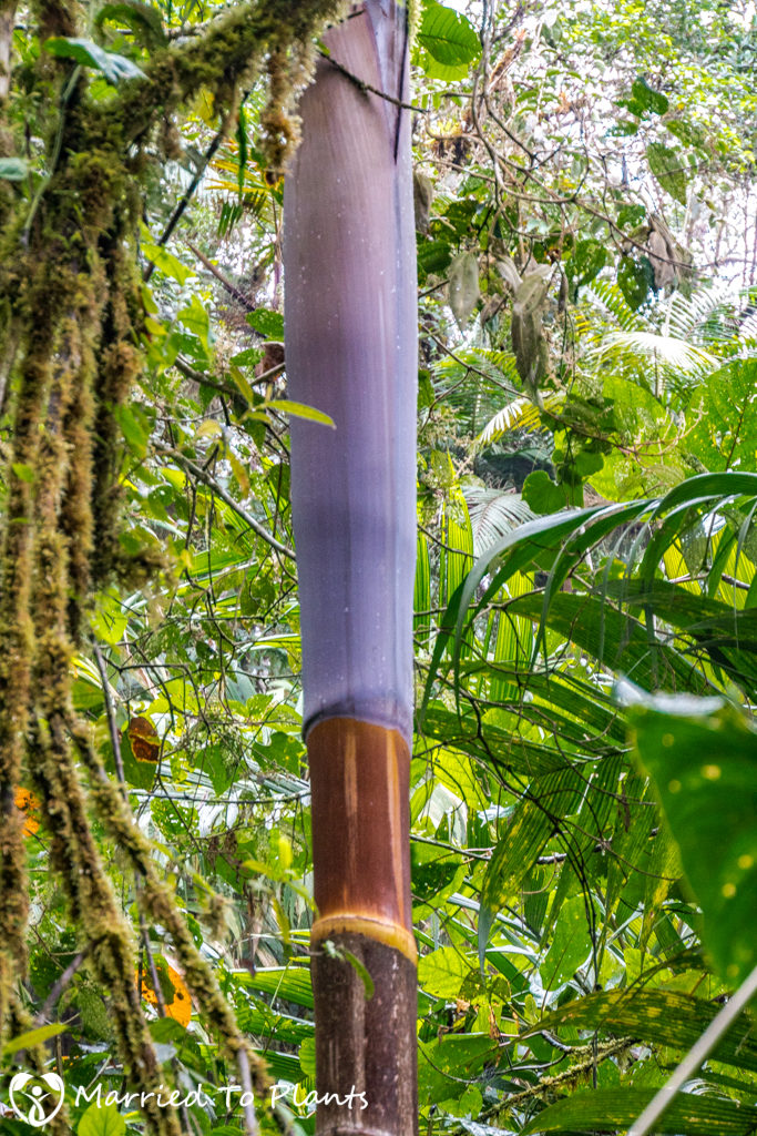 dictyocaryum-lamarckianum-purple-crownshaft-683x1024.jpg