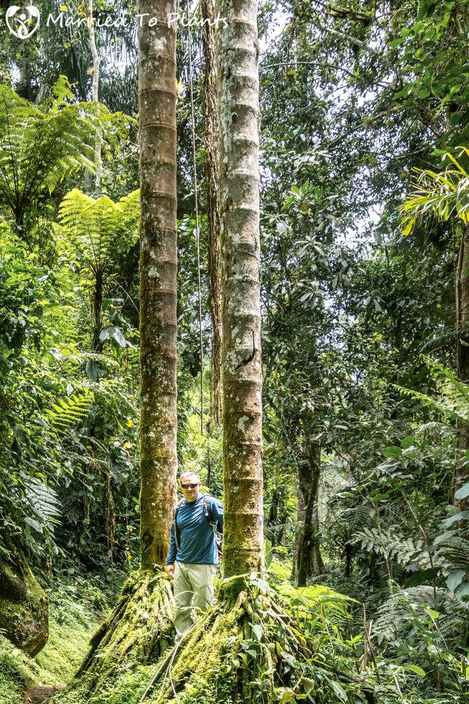 dictyocaryum-lamarckianum-stilt-roots-trunks-683x1024.jpg