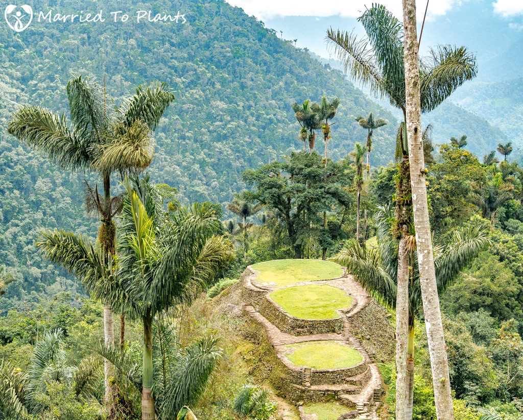 dictyocaryum-lamarckianum-the-lost-city-colombia-1024x823.jpg