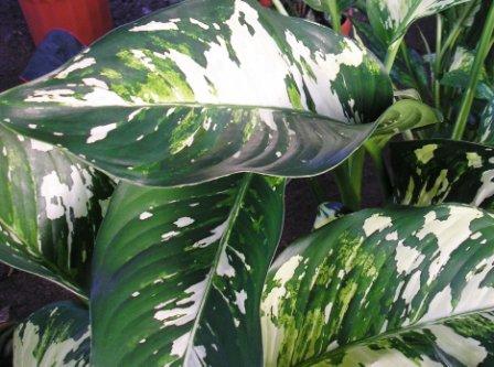 Dieffenbachia.JPG