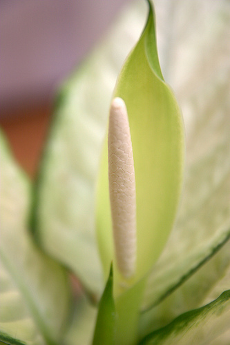 dieffenbachia-plant-1.jpg