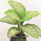 Dieffenbachia-seguine.jpg