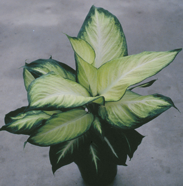 Dieffenbachia-Triumph.jpg