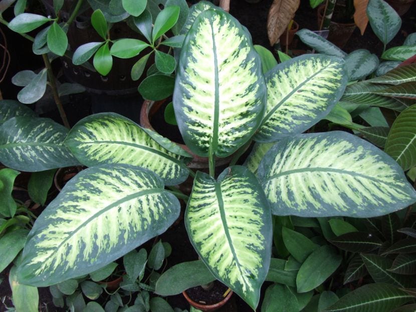Dieffenbachia_bauseii.jpg