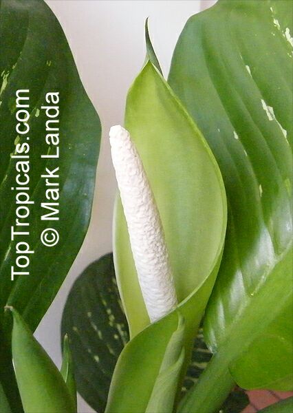Dieffenbachia_sp3503MLand.jpg