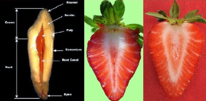 dientes_fresas.jpg