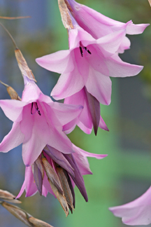 dierama_grandiflora7.jpg