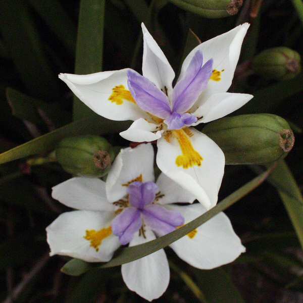 Dietes_vegeta2.jpg