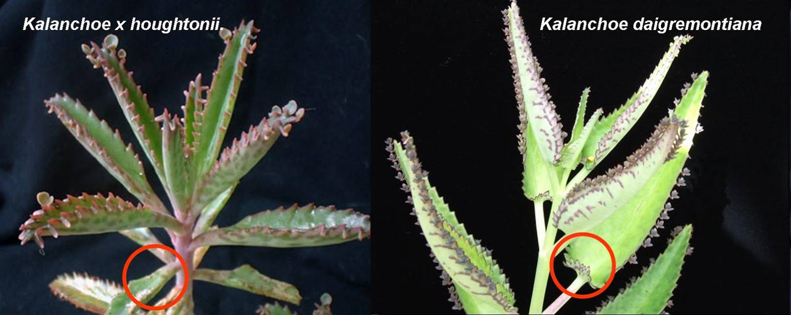 dif%2Bcalanchoe.jpg