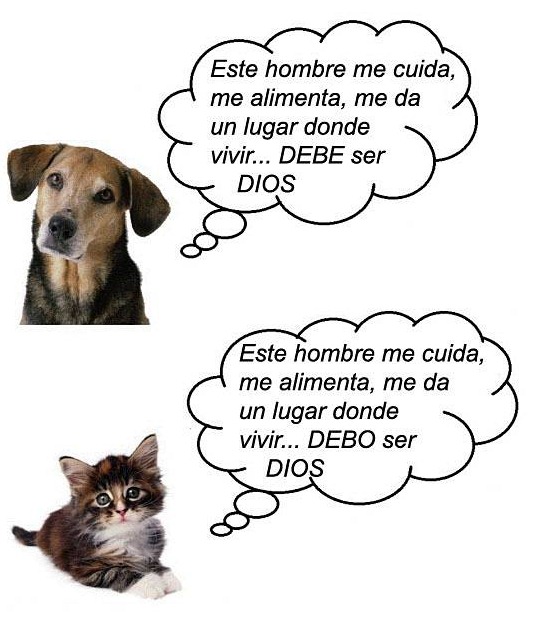 diferencia-entre-perros-y-gatos.jpg