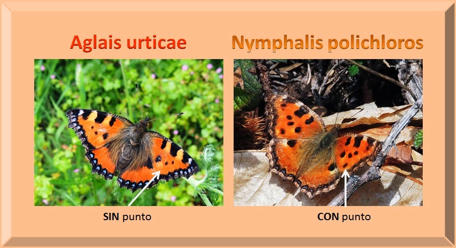 Diferencias%20Nymphalis%20polychloros%20y%20Aglais%20urticae.jpg
